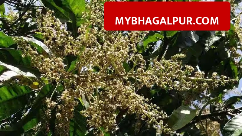 भागलपुर में आम के सरकारी बगीचों की नीलामी कल, मात्र 1000 रुपये जमा कर ले सकेंगे भाग