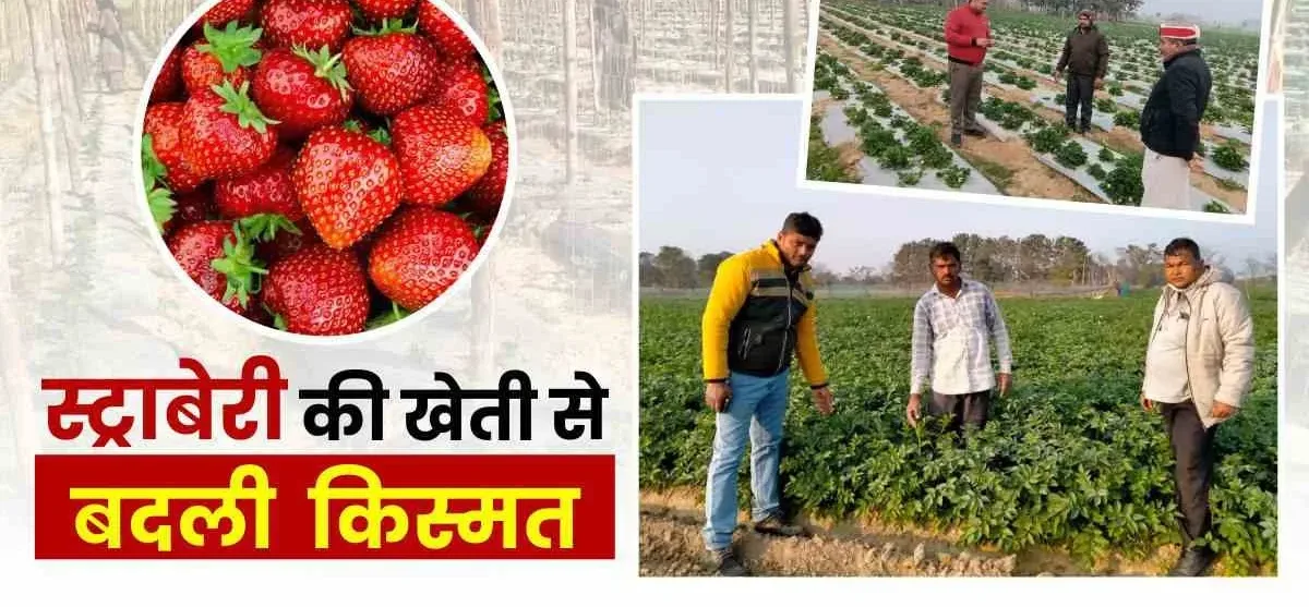 Success Story : कभी लोगों का सुनता था ताना फिर स्ट्रॉबेरी ने बदली किस्मत, अब साथी किसानों को देता है रोजगार