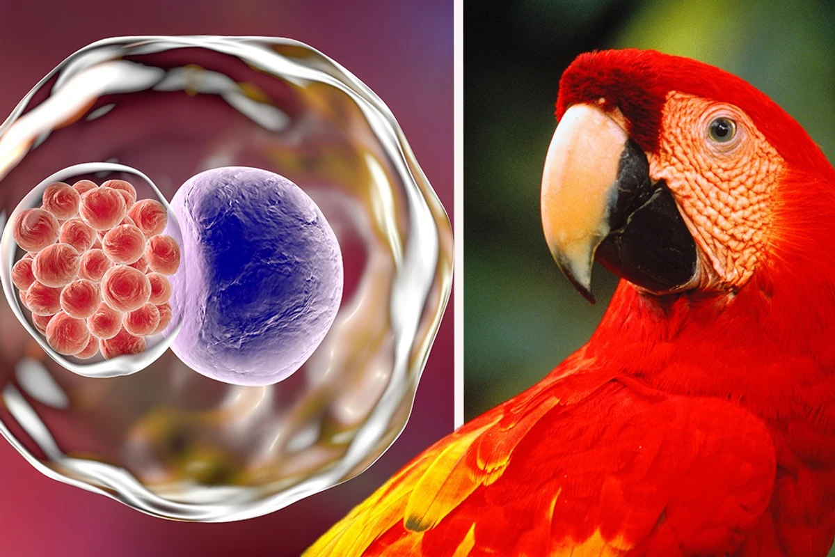 Parrot Fever का कहर, अब तक 5 मौत, WHO ने दी महत्वपूर्ण सलाह, इग्नोर न करें 5 लक्षण