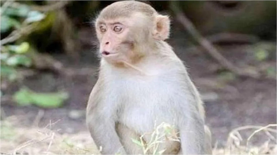 भागलपुर के इन इलाको में बंदरों ने मचाया आतंक, कई बच्चे अस्पताल में हुए भर्ती.