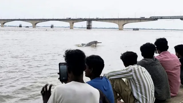 गंगा का बढ़ा पानी: भागलपुर के शहरी घाटों पर पहुंचे करीब 200 डॉल्फिन