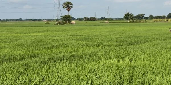भागलपुर में झमाझम बारिश से धान की फसल को मिला जीवनदान, 92% रोपनी पूरी
