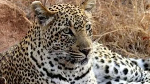 भागलपुर में बाढ़ के बीच तेंदुआ दिखने से मची दहशत, घरों में कैद हुए लोग