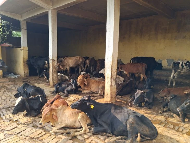 देवरिया में बड़ी लापरवाही! ठंड और भुखमरी से 13 गोवंशों की मौत, अधिकारी सस्पेंड