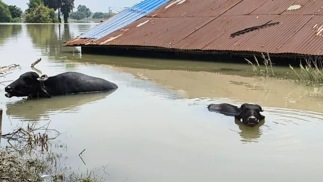 बिहार के मुख्यमंत्री नीतीश कुमार 15 सितंबर को भागलपुर के बाढ़ पीड़ितों के खाते में भेजेंगे राहत राशि