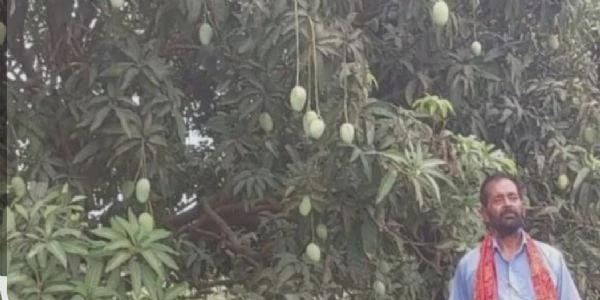 भागलपुरी जर्दालु आम पर बाढ़ का बड़ा खतरा, लाखों पौधे मरे