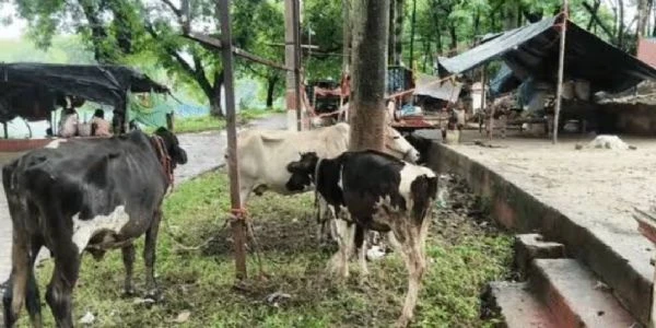 बाढ़ के बाद बेजुबानों पर संकट, चारे की कमी से घटा दूध उत्पादन