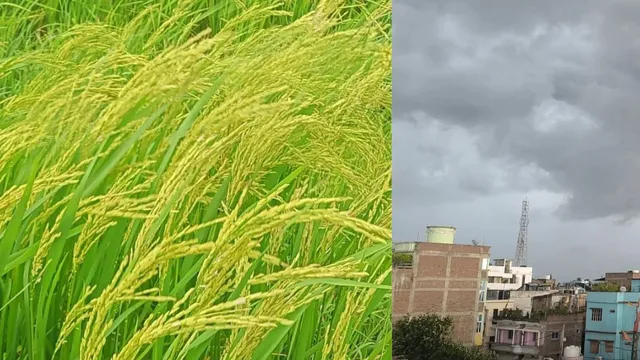 भागलपुर से मानसून विदा, जानिए शहर में कितनी बारिश हुई