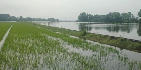चौंकाने वाली खबर: भागलपुर में बाढ़ और भारी बारिश से 31 हजार हेक्टेयर फसल बर्बाद