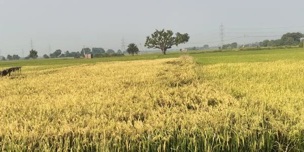 भागलपुर में चमकी किस्मत: बंपर धान की पैदावार से किसान गदगद!